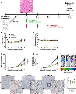 Xenogeneic equine stem cells activate anti-tumor adaptive immunity in a 4T1-based intraductal mouse model for triple-negative breast cancer: proof-of-principle